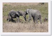 14SerengetiDayGameDrive - 213 * A trunk fight between these two males.